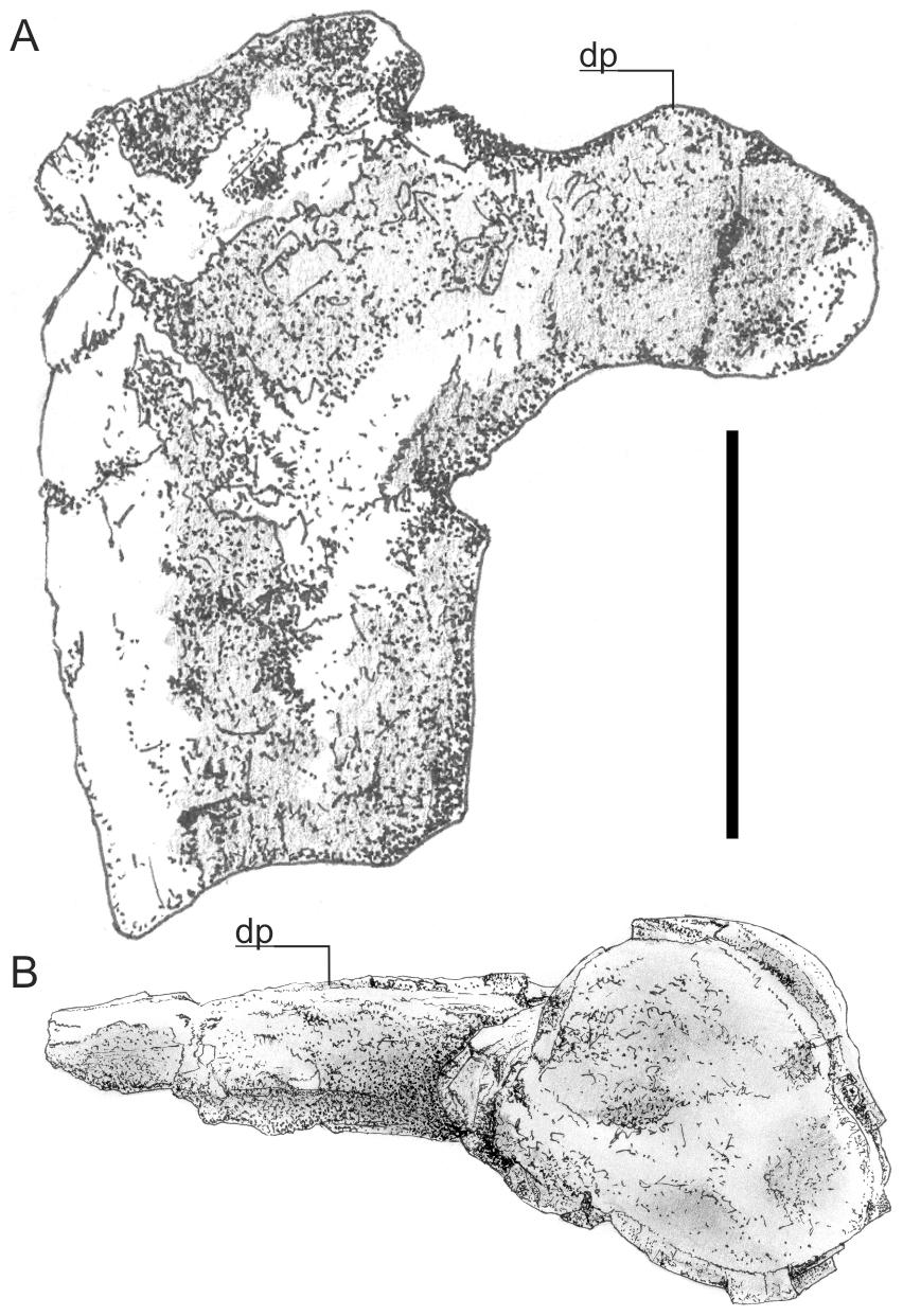 Hatzegopteryx - Wikipedia