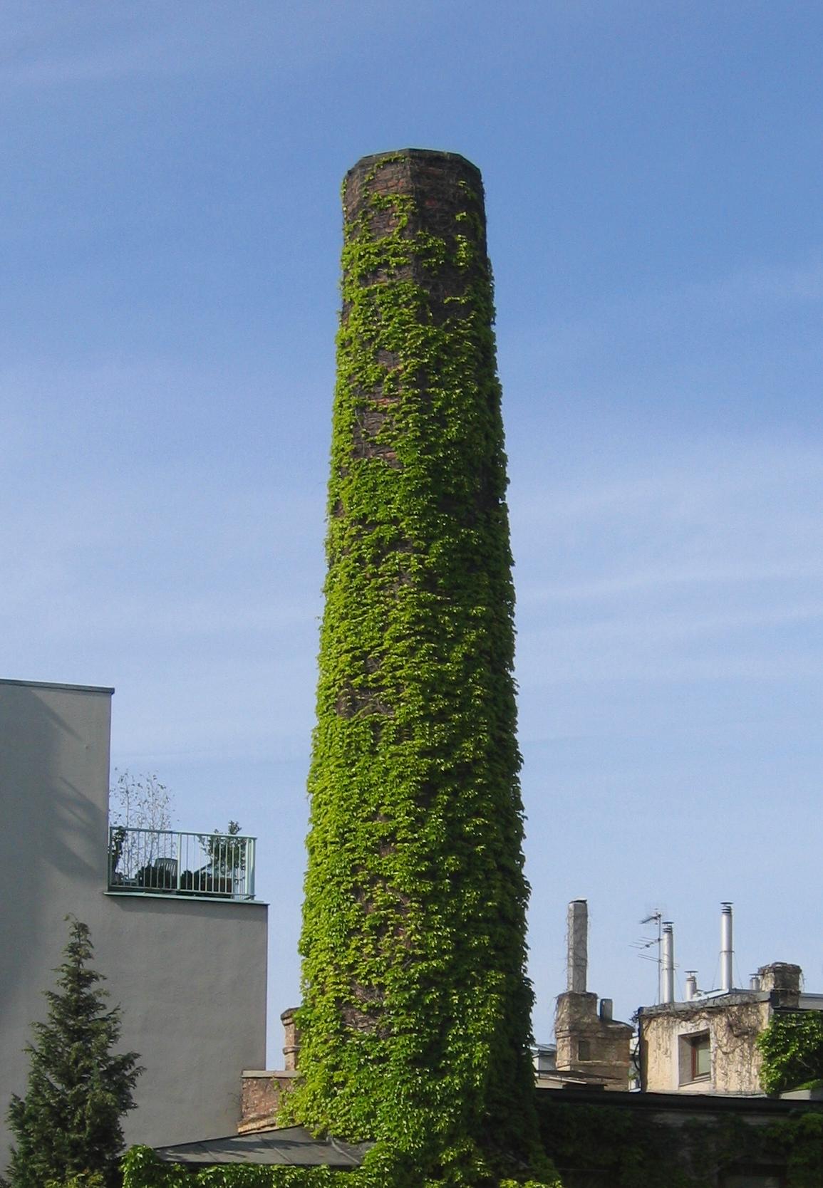 Plante grimpante — Wikipédia