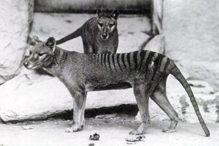 Thylacine — Wikipédia