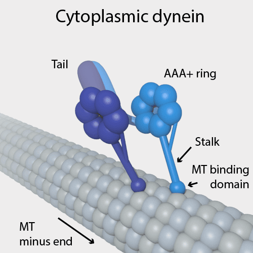 Dynein - Wikipedia