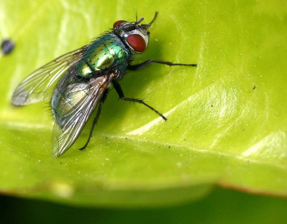 Calliphoridae — Wikipédia