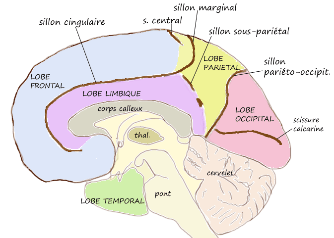 Neurosciences comportementales — Wikipédia