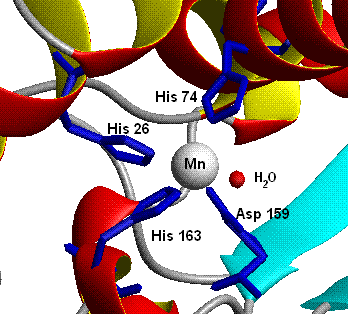 Chimie bioinorganique — Wikipédia