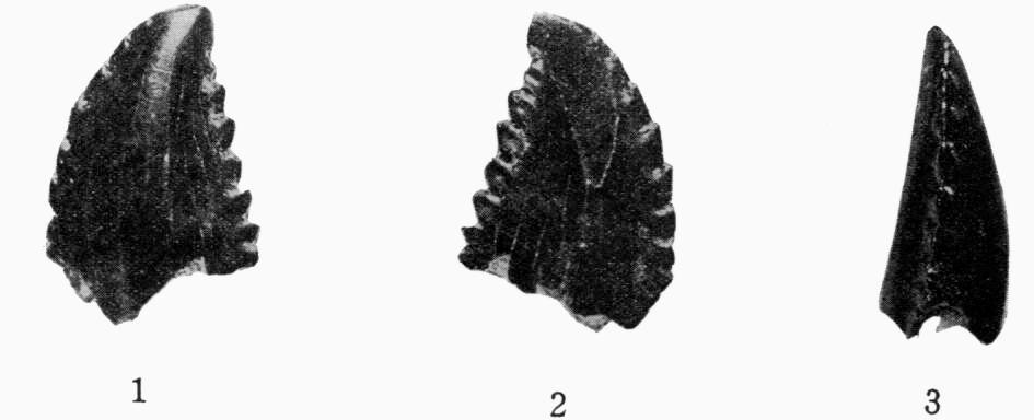 Troodon - Wikipedia