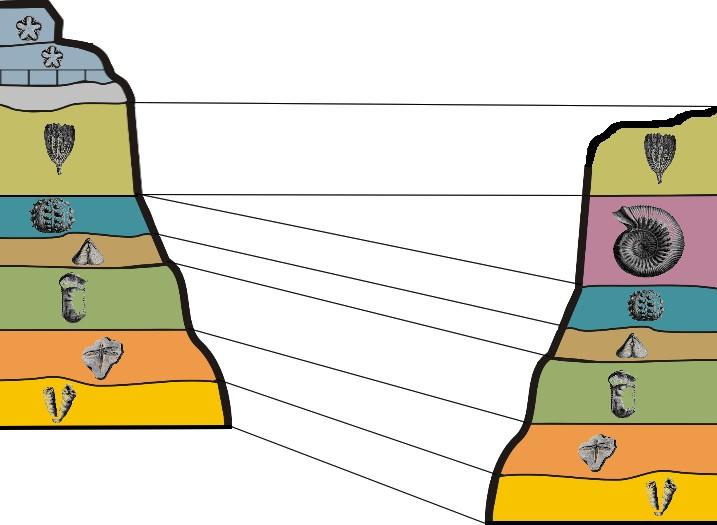 Biostratigraphie — Wikipédia