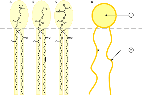 Phospholipide — Wikipédia