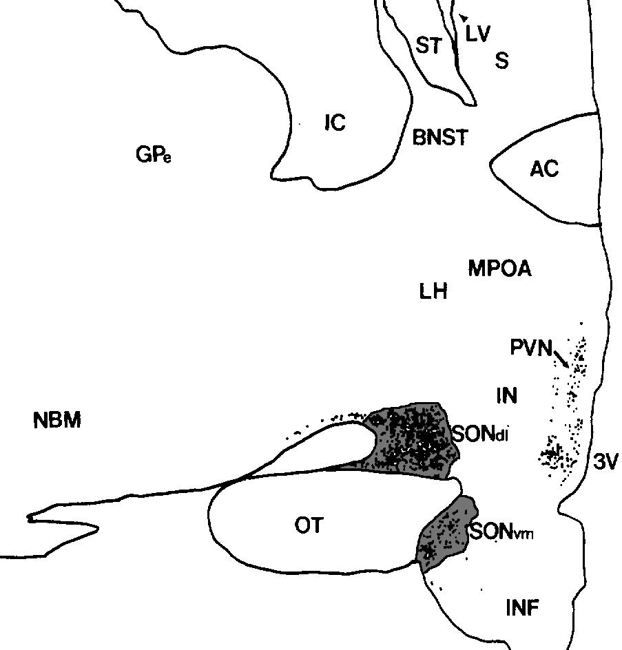 Noyau supraoptique — Wikipédia