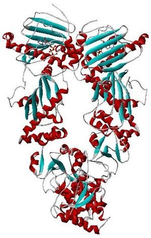 Hsp90 - Wikipedia