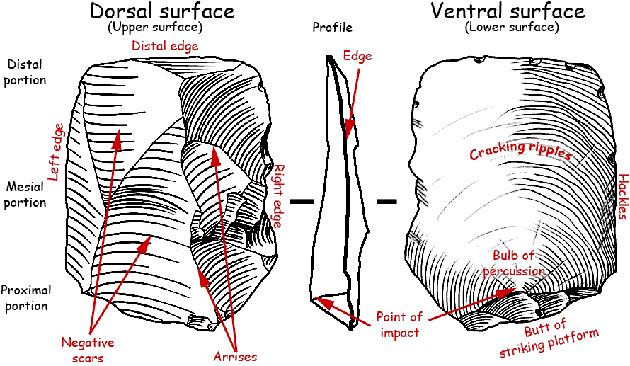 Lithic flake - Wikipedia