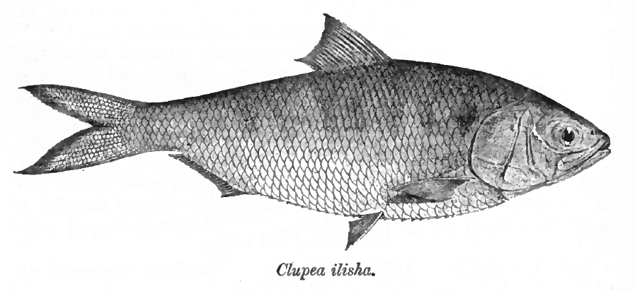 Alose hilsa — Wikipédia