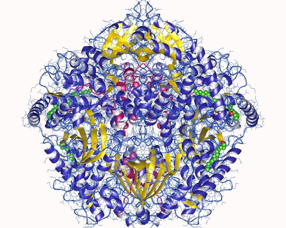 Protein kinase A - Wikipedia