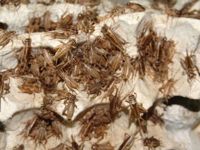 Insect farming - Wikipedia