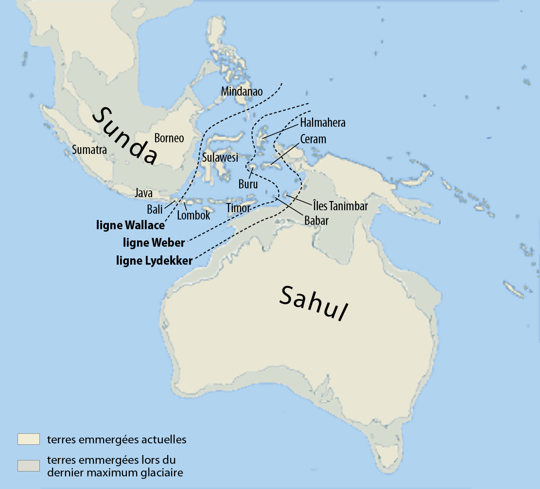 Ligne Wallace — Wikipédia