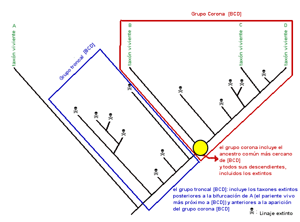 Groupe-couronne — Wikipédia