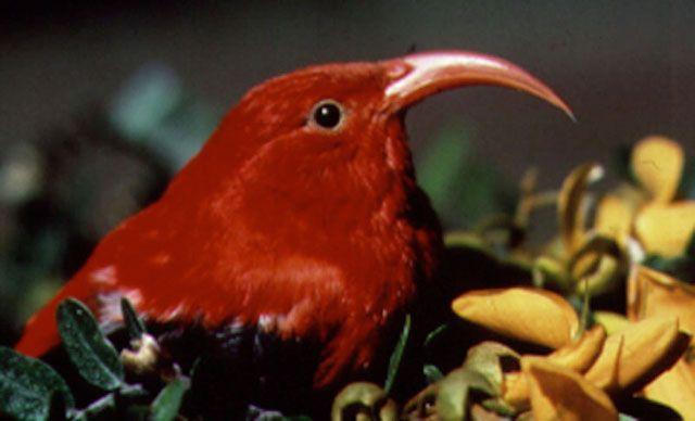 Hawaiian honeycreeper - Wikipedia