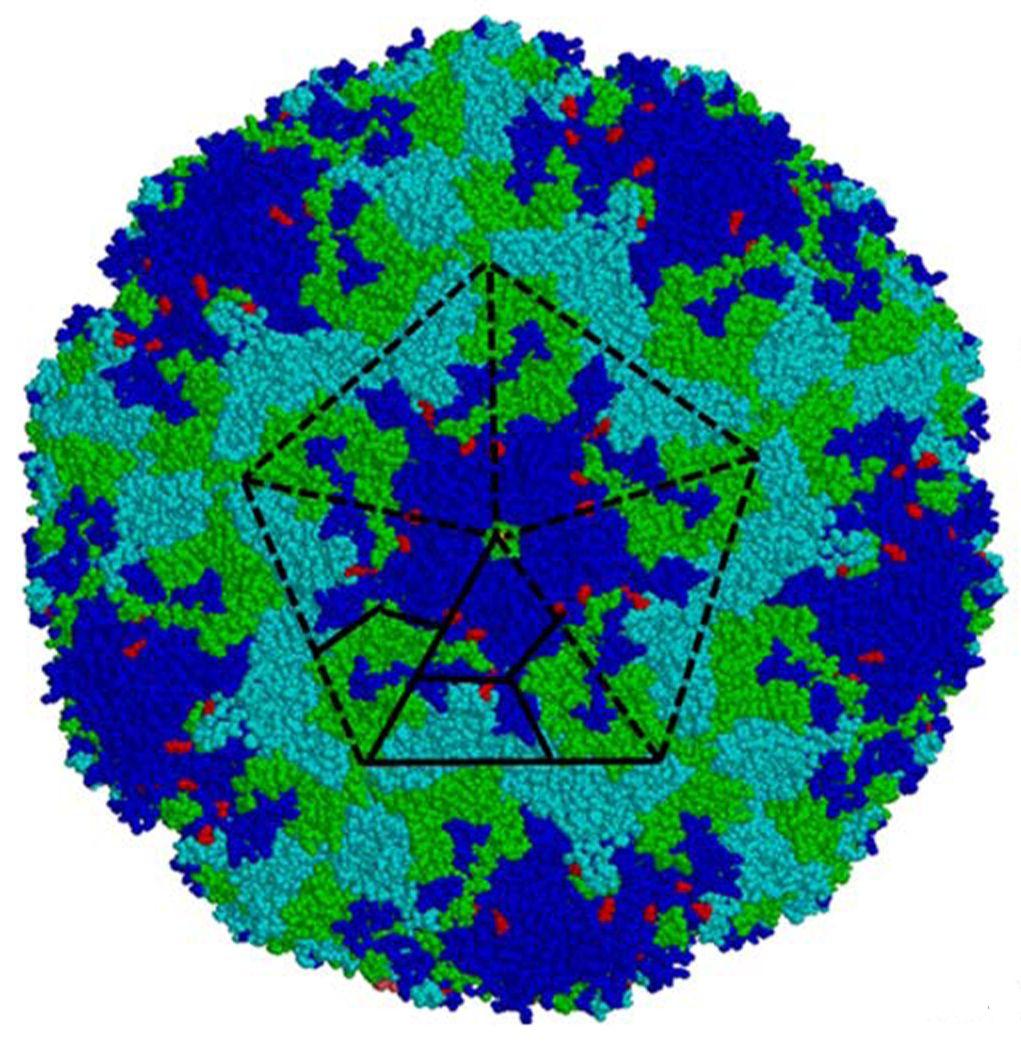 Enterovirus - Wikipedia