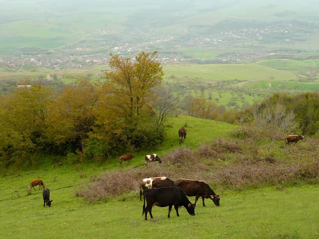 Karabakh - Wikipedia