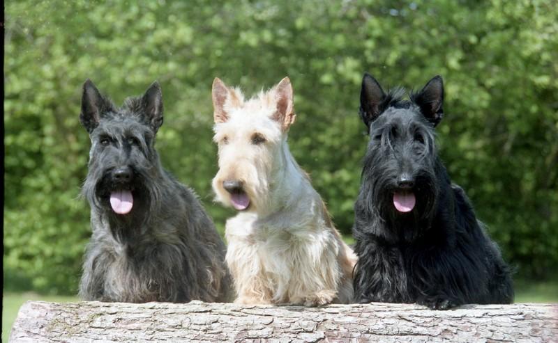 Terrier écossais — Wikipédia