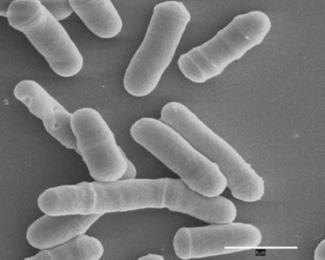 Schizosaccharomyces pombe — Wikipédia