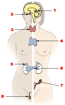 Endocrine disease - Wikipedia