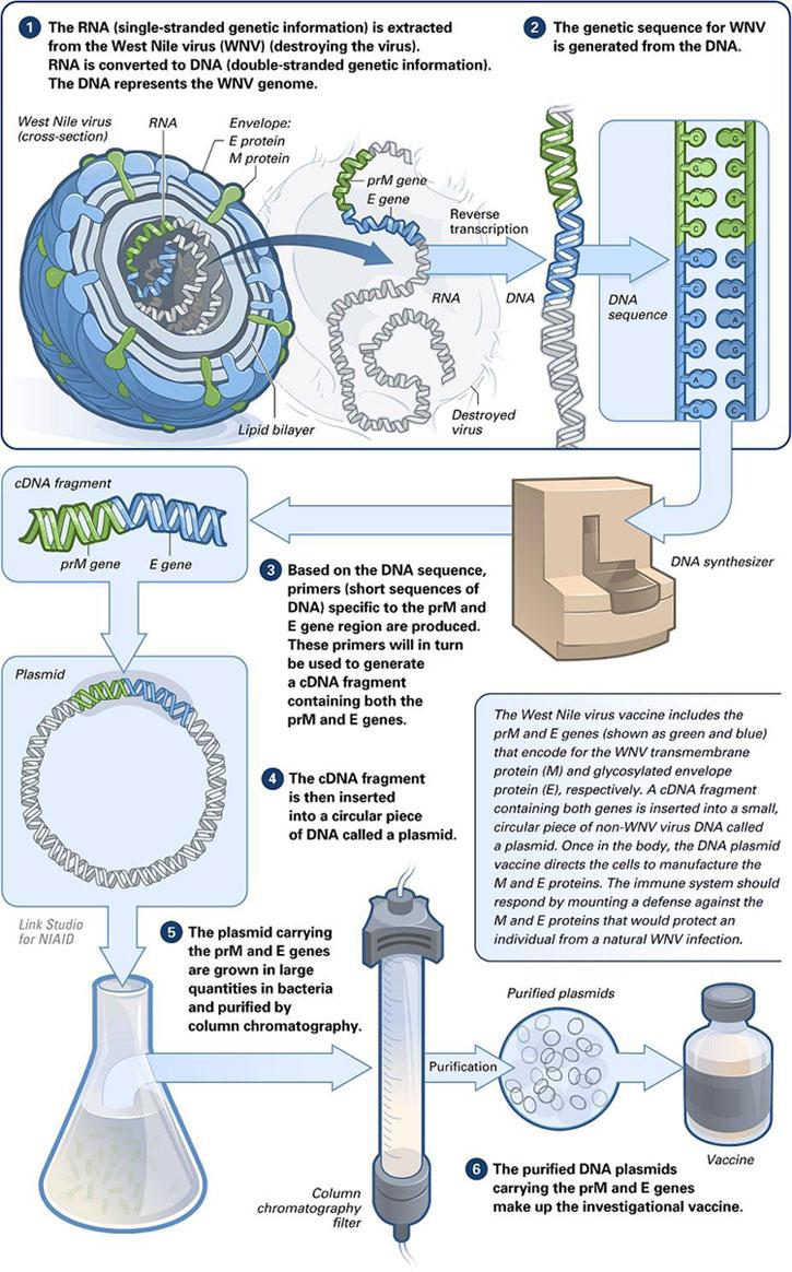 DNA vaccine - Wikipedia