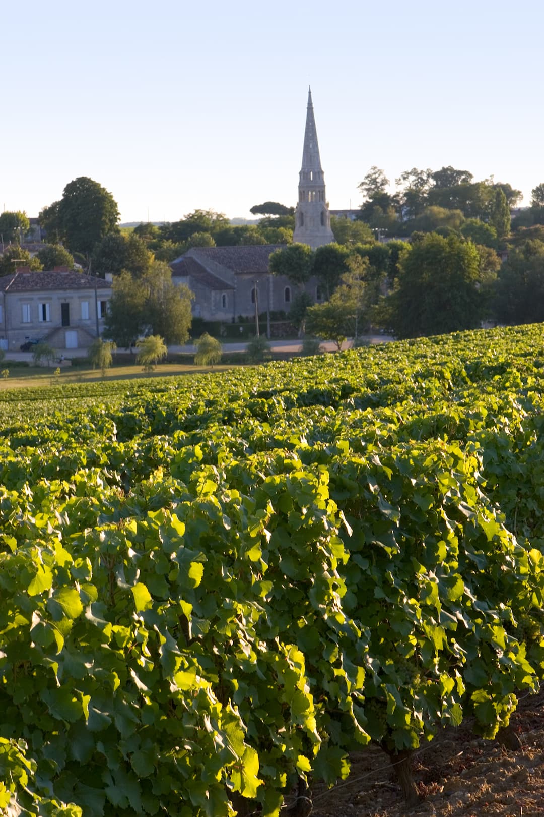 Sauternes (AOC) — Wikipédia