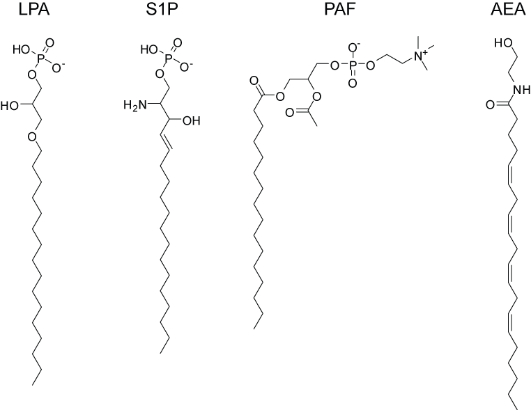 Lipid signaling - Wikipedia