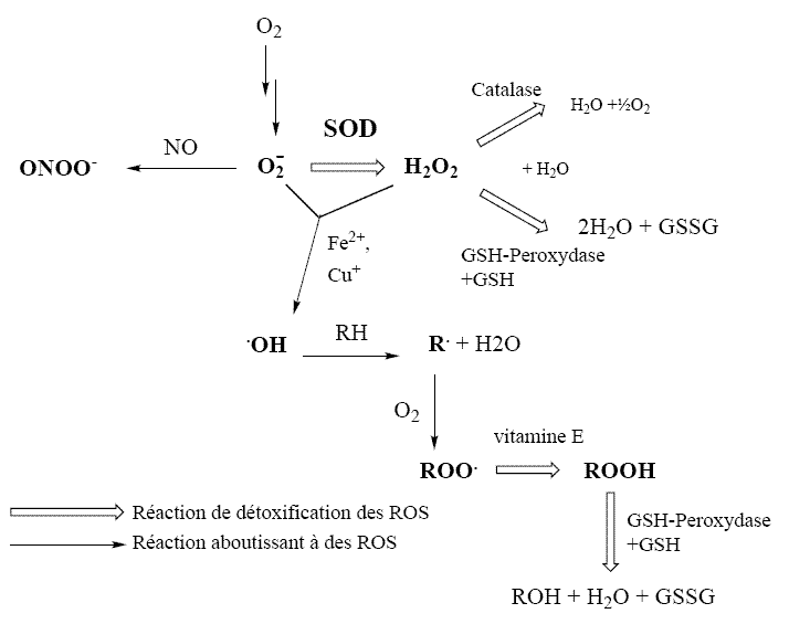 Stress oxydant — Wikipédia