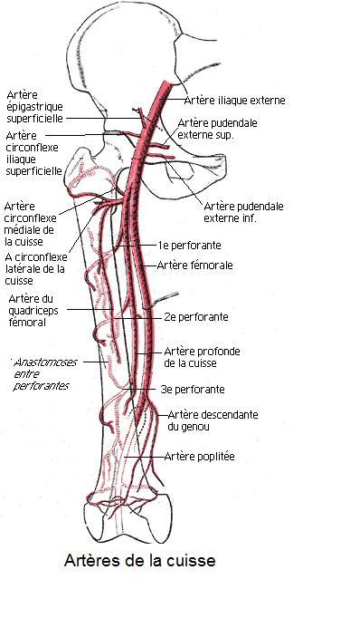 Artère fémorale — Wikipédia