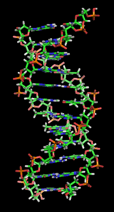 Nucleic acid double helix - Wikipedia