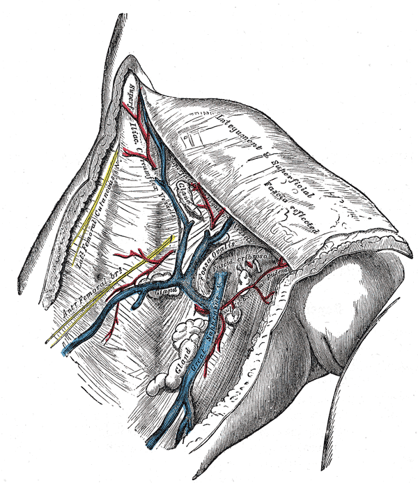 Great saphenous vein - Wikipedia