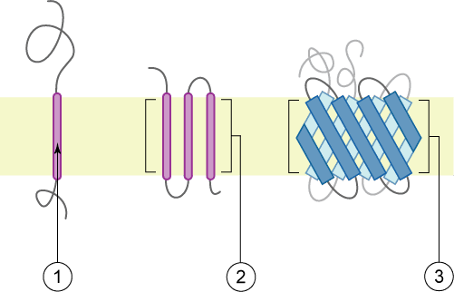 Protéine transmembranaire — Wikipédia