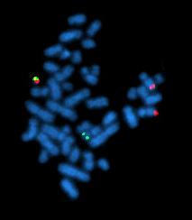 Cytogenetics - Wikipedia