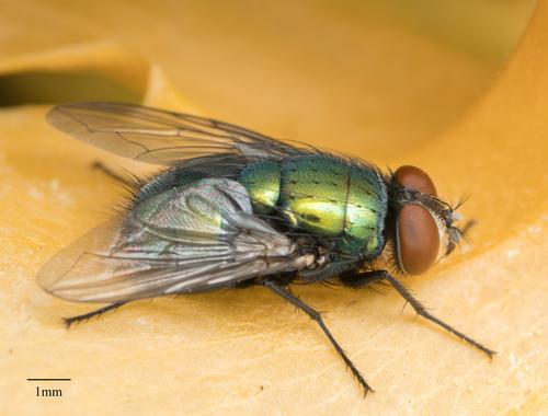 Common green bottle fly - Wikipedia