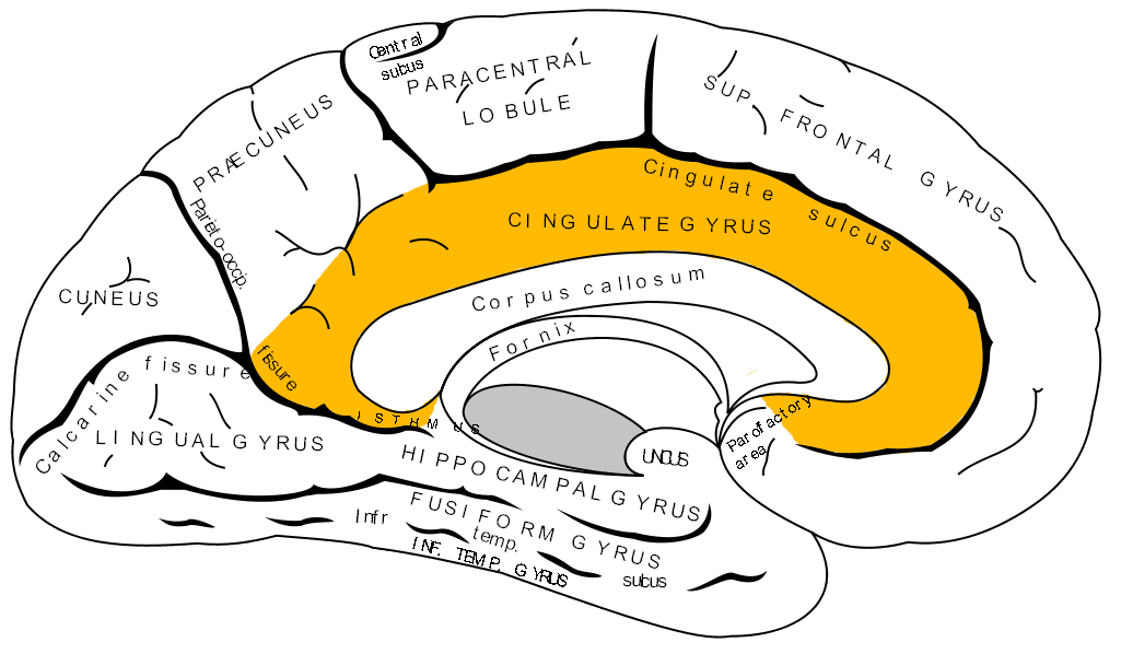 Cingulate cortex - Wikipedia