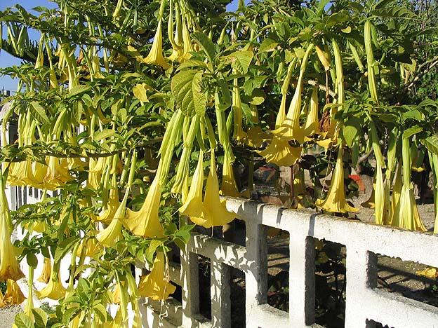 Brugmansia — Wikipédia