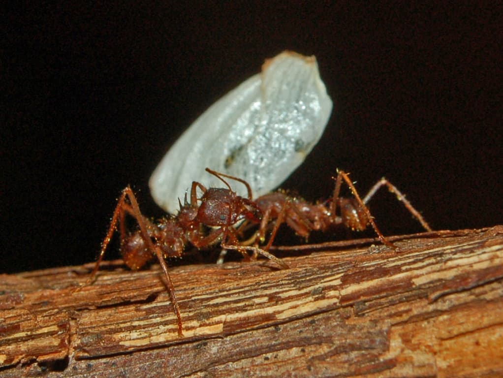 Fungus-growing ants - Wikipedia