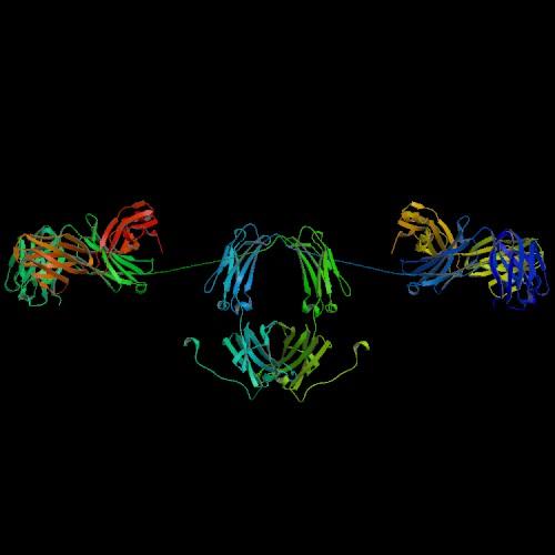 Superfamille des immunoglobulines — Wikipédia