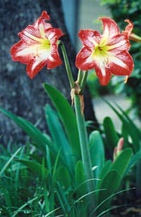 Hippeastrum — Wikipédia