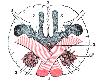 Décussation — Wikipédia