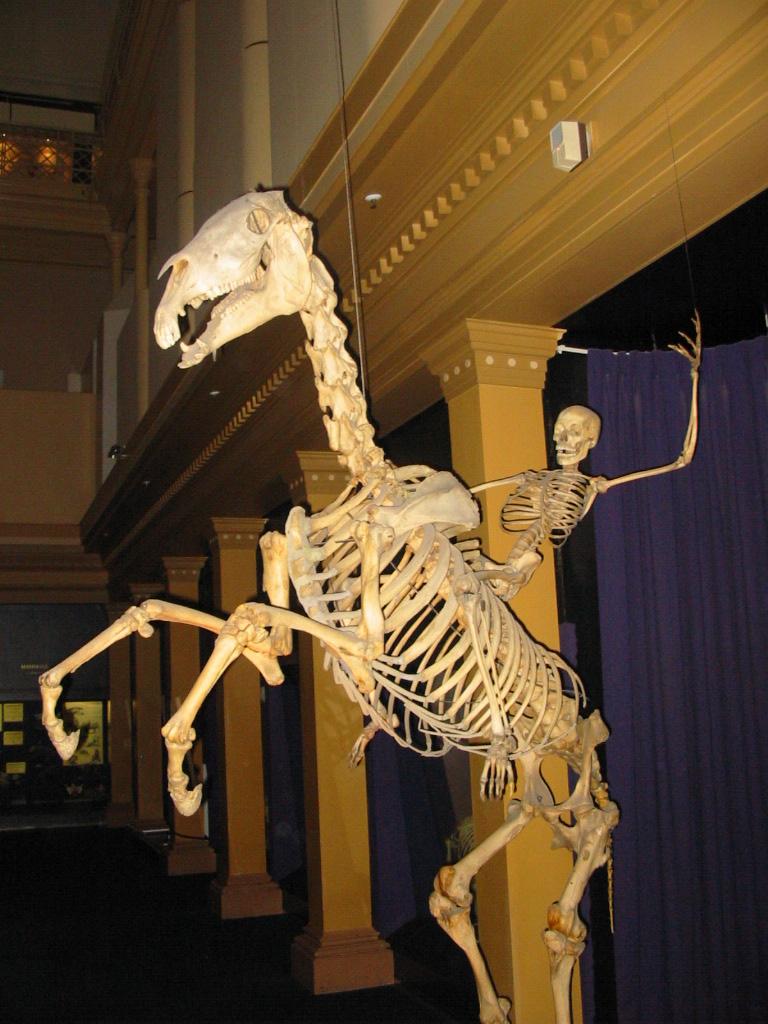 Skeleton - Wikipedia