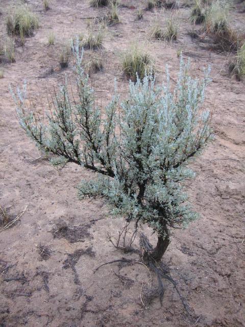 Artemisia tridentata - Wikipedia