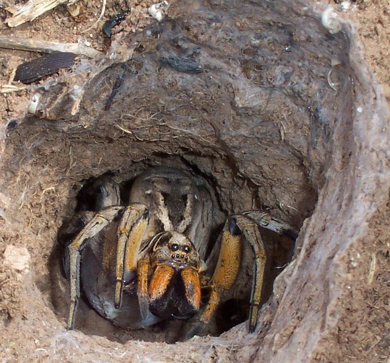 Wolf spider - Wikipedia