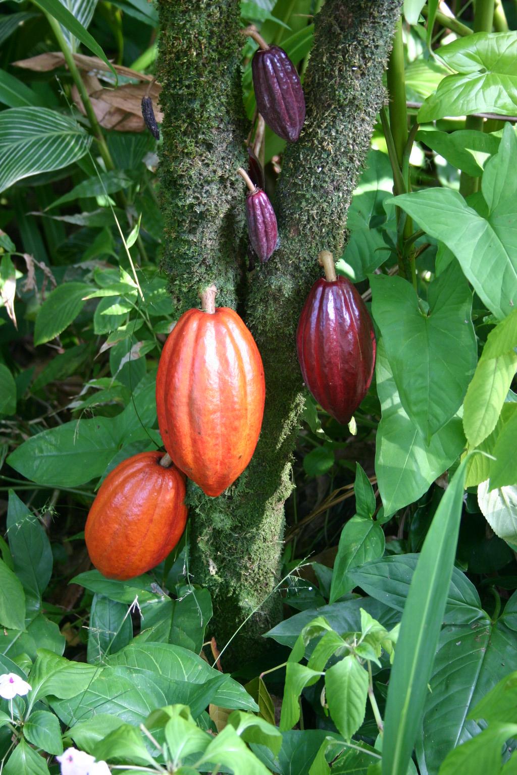 Cocoa bean - Wikipedia