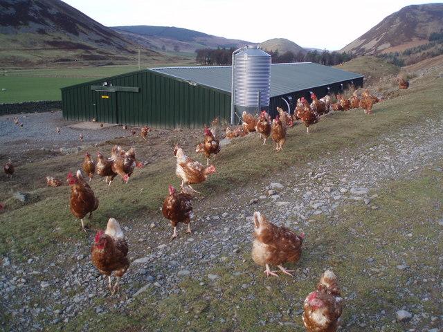 Free range - Wikipedia
