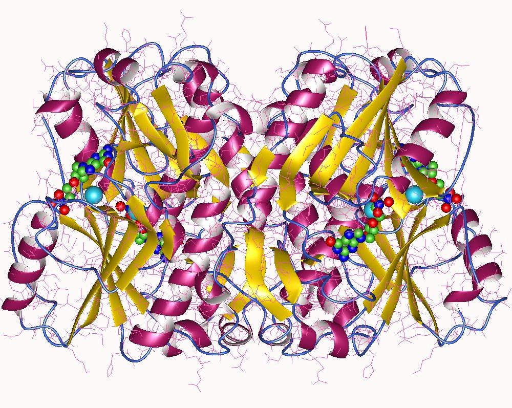 Hypoxanthine-guanine phosphoribosyltransferase - Wikipedia