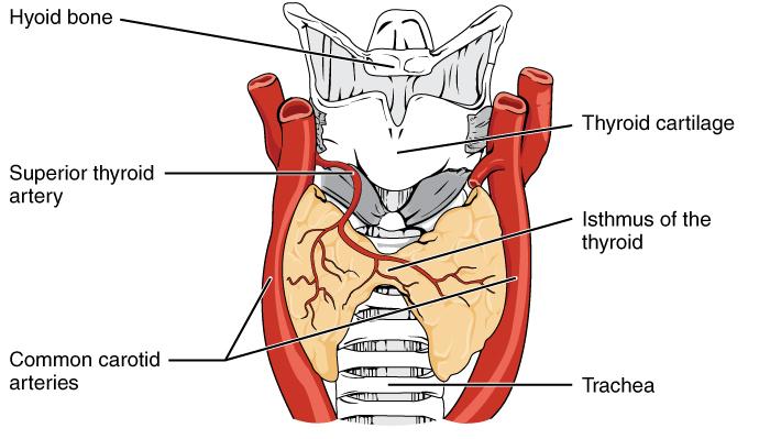 Thyroid - Wikipedia