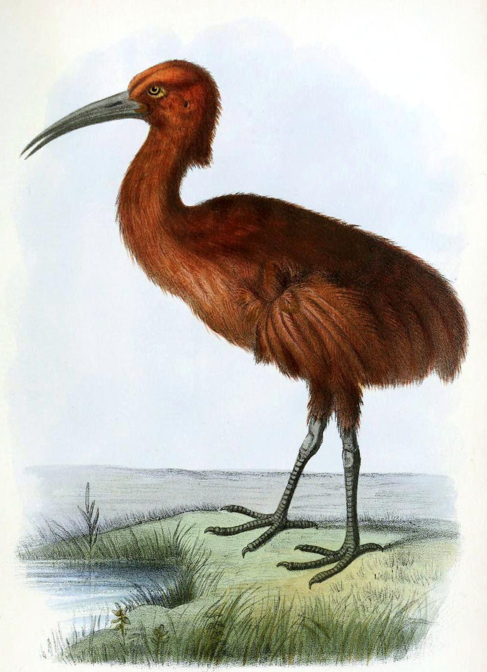 Aphanapteryx bonasia — Wikipédia