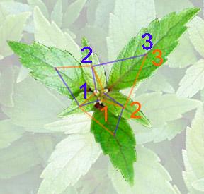 Phyllotaxie — Wikipédia