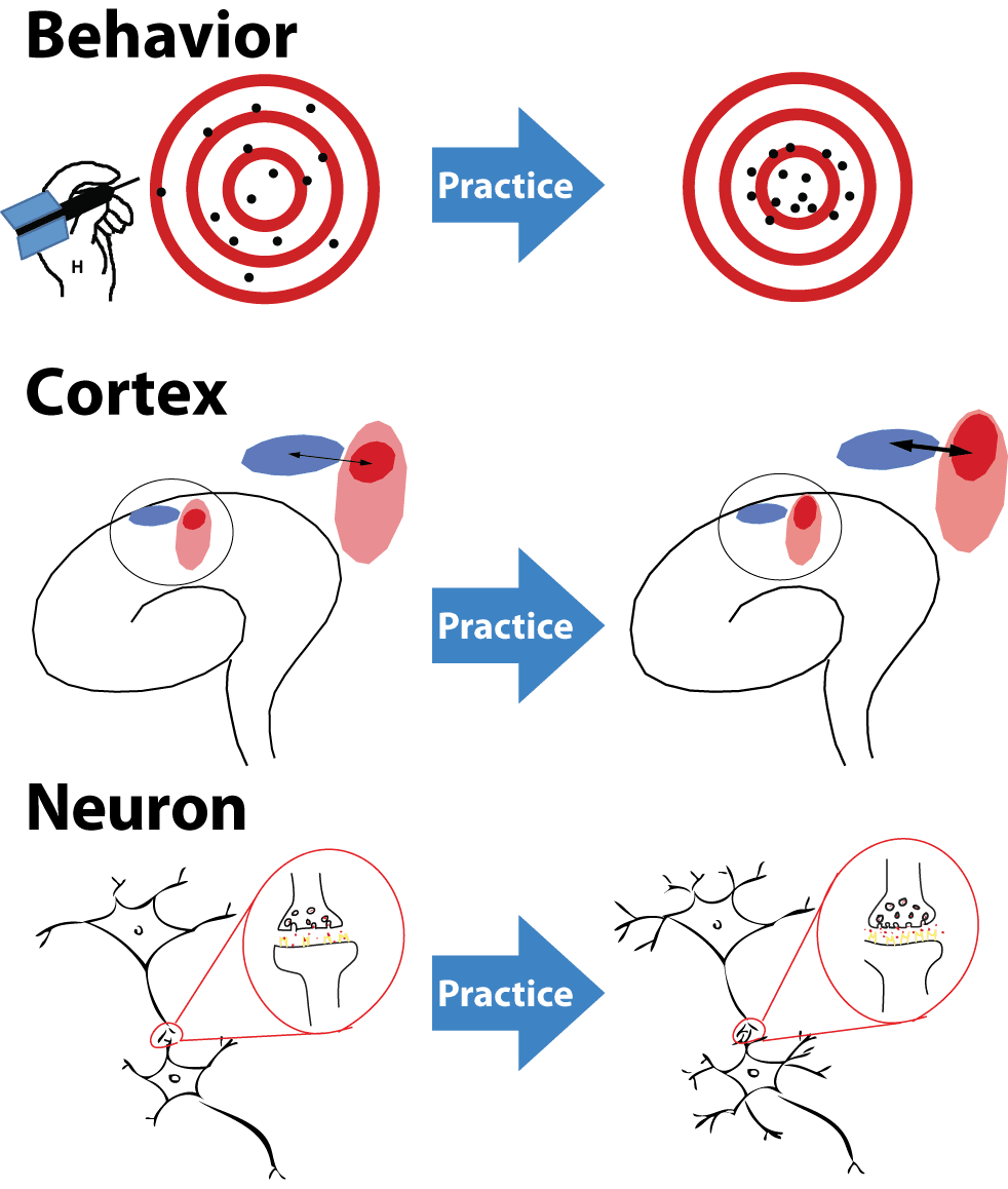 Plasticité neuronale — Wikipédia